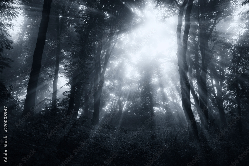 Fototapeta premium sun rays in mysterious fantasy woods, dark background fairytale atmosphere