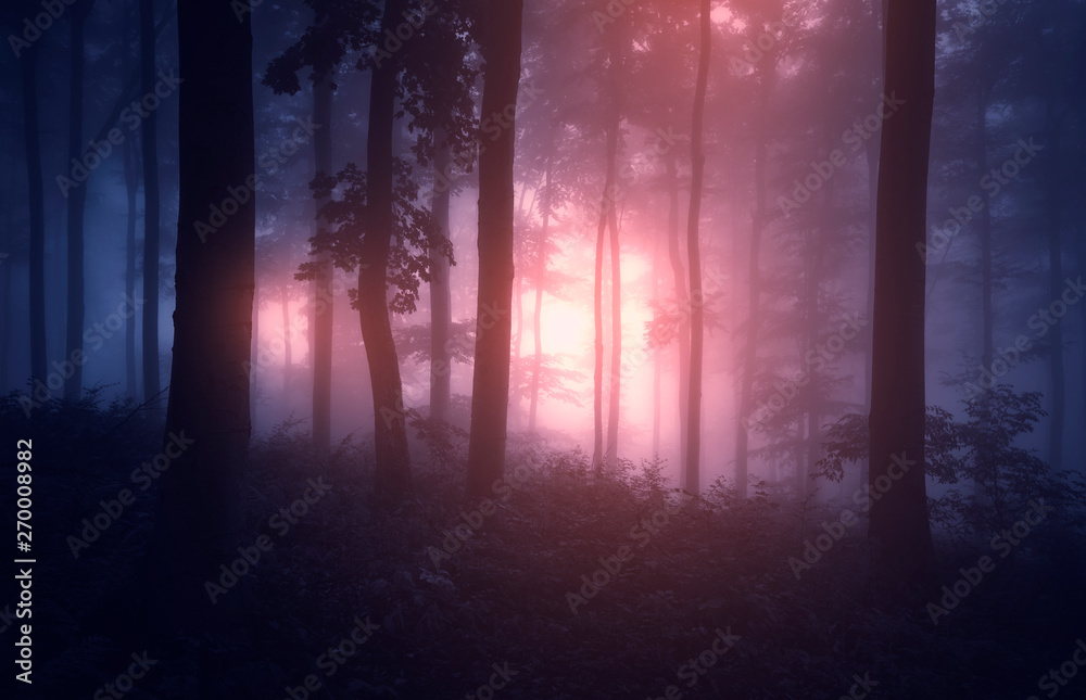 mysterious light in dark woods at night fantasy background mysterious light in dark woods at night fantasy background