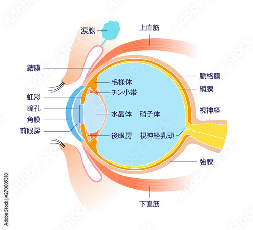 Eye Cross section Anatomy (with name)