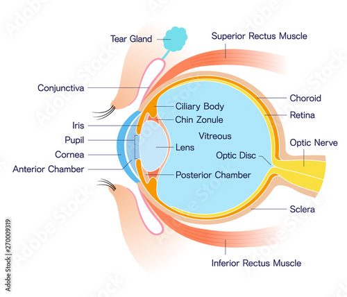 Eye Cross section Anatomy (with name)