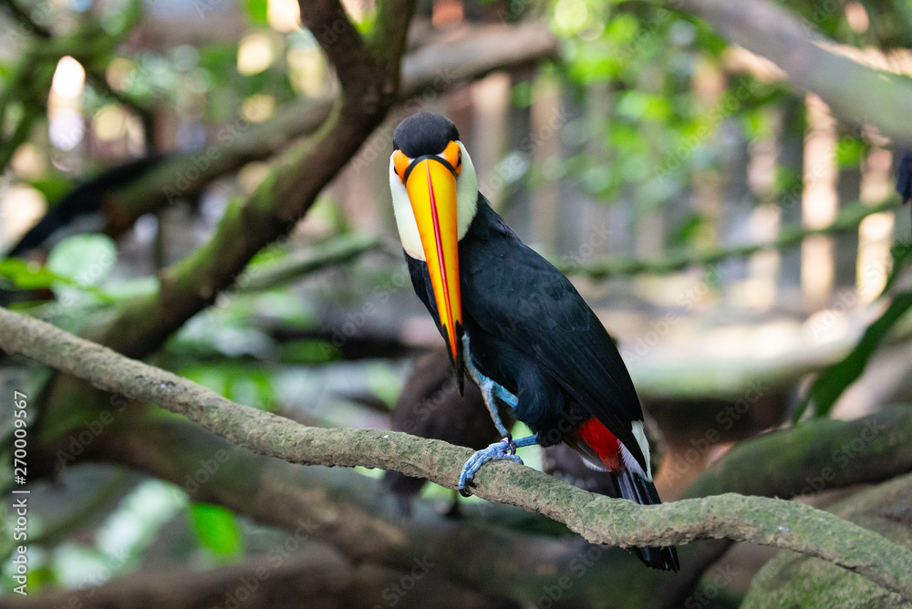 Toucan perched on branch, looking at camera