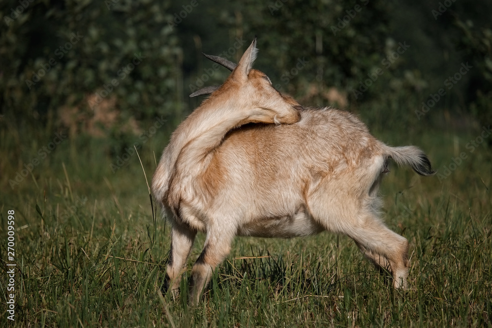 Alpine goat in countryside Alpine goat in countryside
