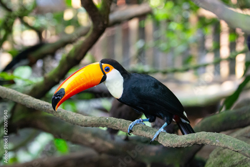 Toucan perched on branch