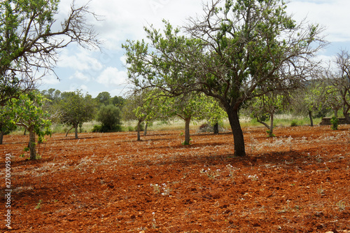 Fertile red soil in the valleys of the island of Ibiza.