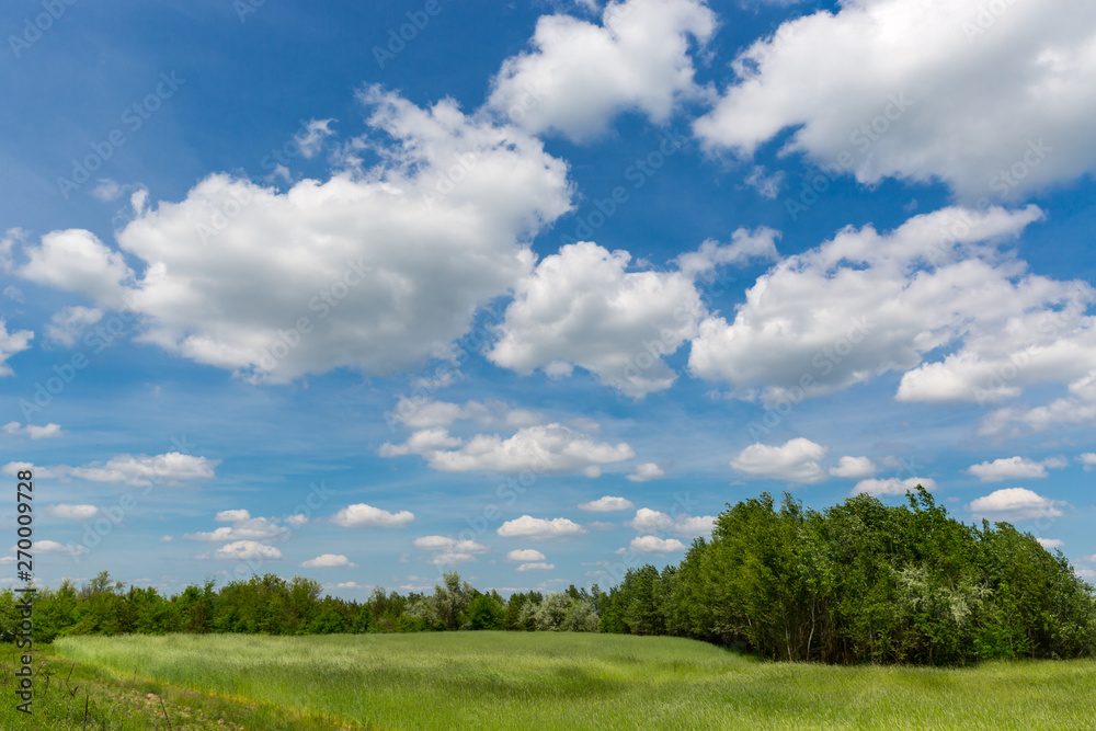 summer day in steppe