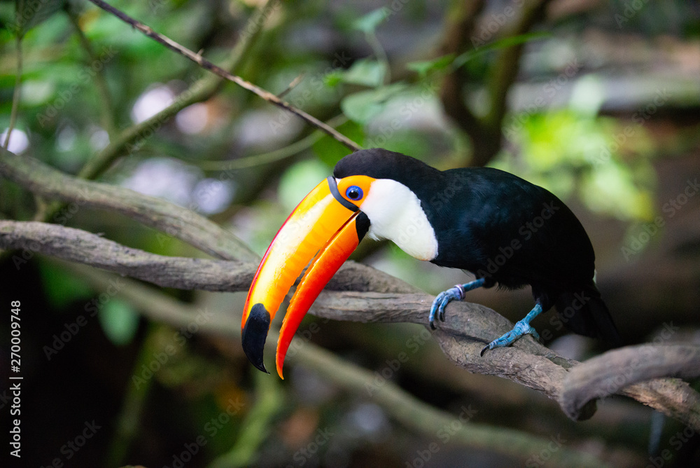 Fototapeta premium Toucan on a branch with its beak open