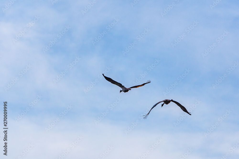 Pair of Common cranes (Grus grus) flying in the blue sky over Aland islands, Finland Pair of Common cranes (Grus grus) flying in the blue sky over Aland islands, Finland