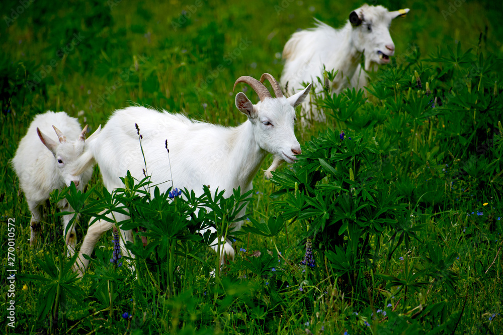 A herd of sheep grazing in a meadow, eating grass and plants. A herd of sheep grazing in a meadow, eating grass and plants.