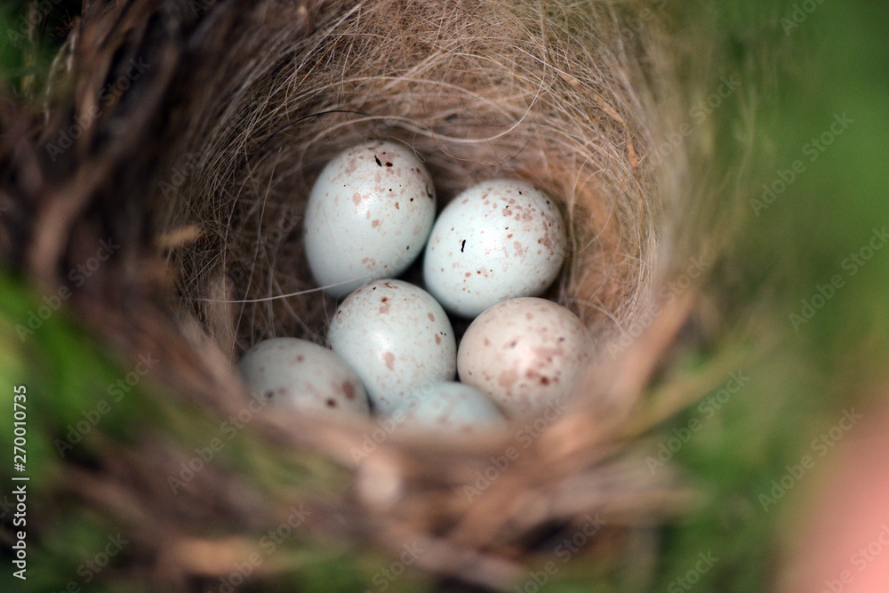 Obraz premium birds nest with blue and pink eggs in the garden