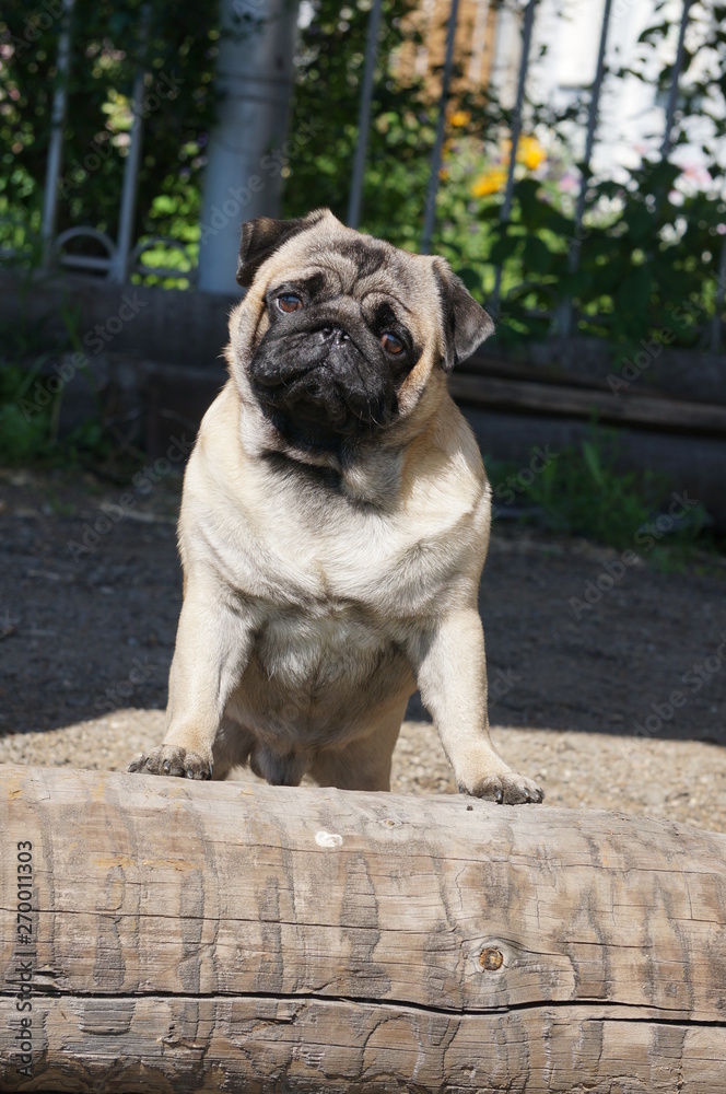 Sweet pug in the garden