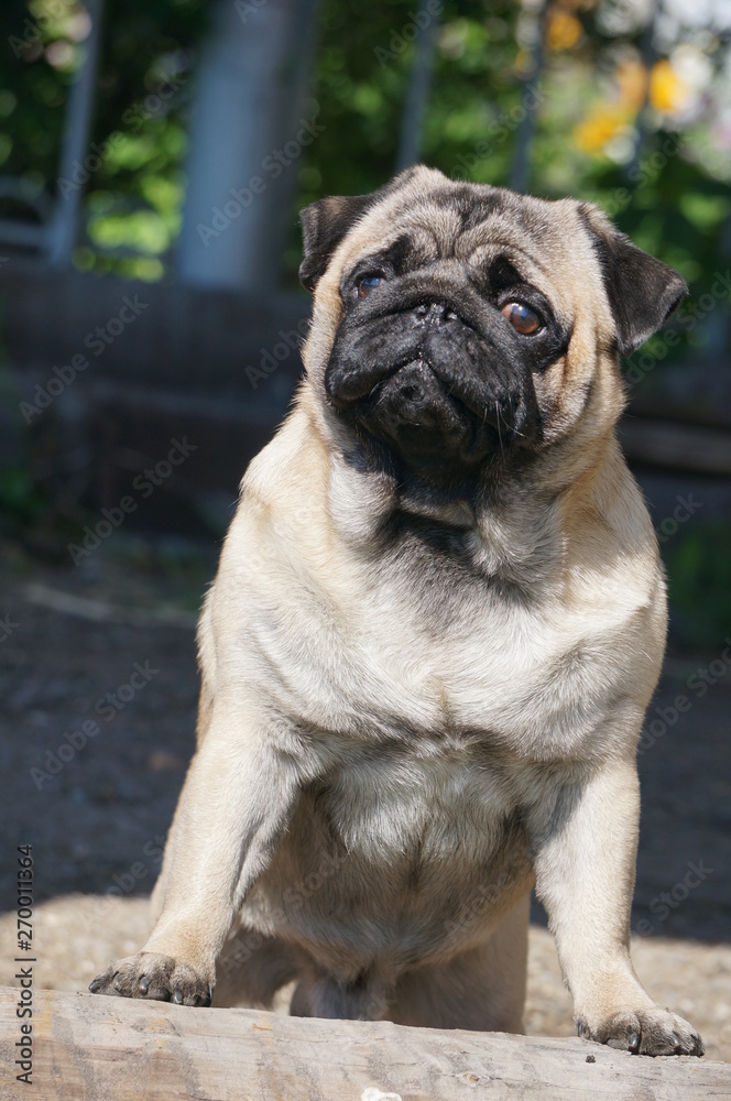 Pug Bruno on a background