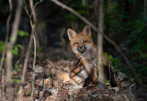Red fox kit  Vulpes vulpes  playing in the forest in springtime in Canada 