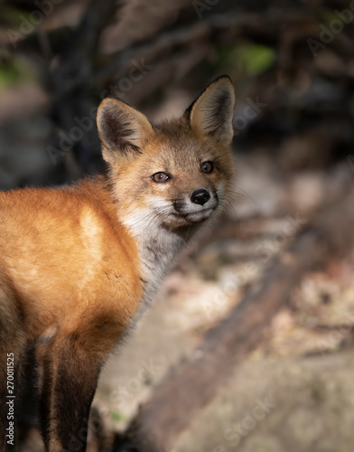 Red fox kit (Vulpes vulpes) playing in the forest in springtime in Canada  © Jim Cumming