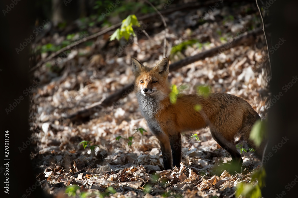 Fototapeta premium Red fox Vulpes vulpes looking for her kits in the forest in springtime in Canada 