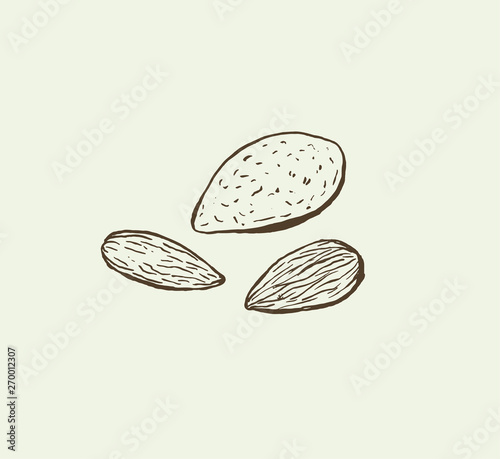 Almond ink sketch vector