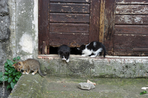 Trois chatons jouant dans l'embrasure d'une porte
