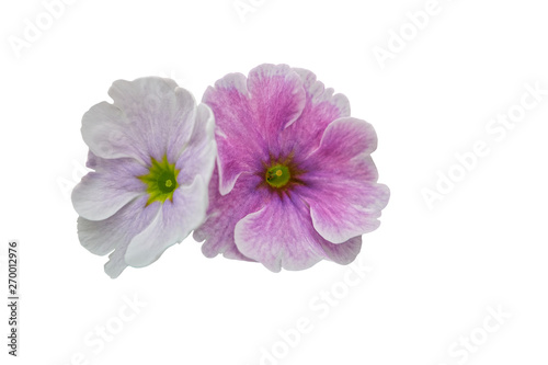 isolated petunia flower on background