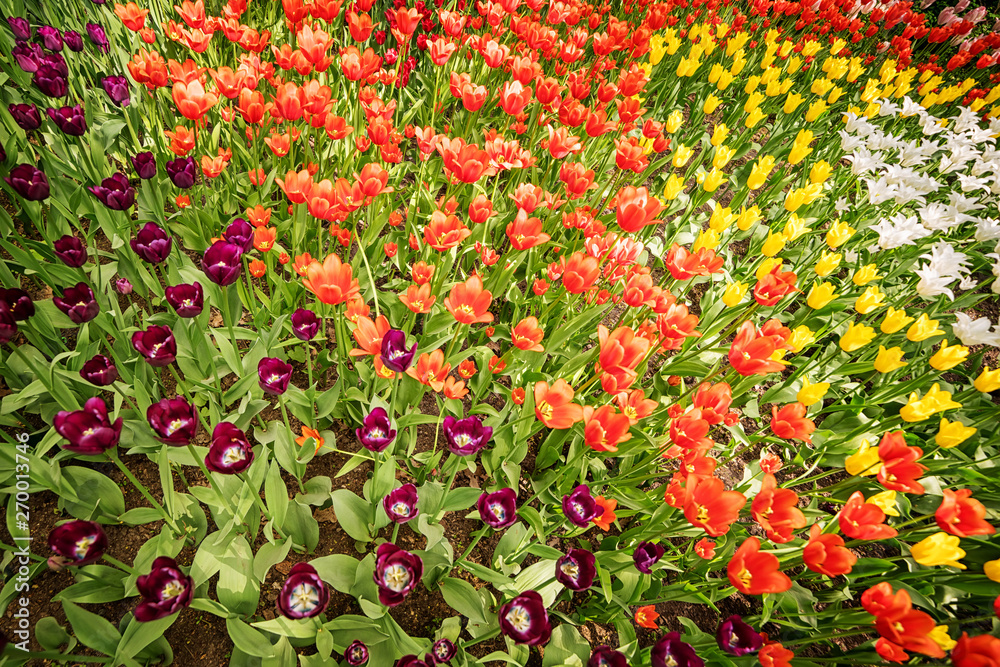 Bright colored tulips flowerbed wide angle view for background