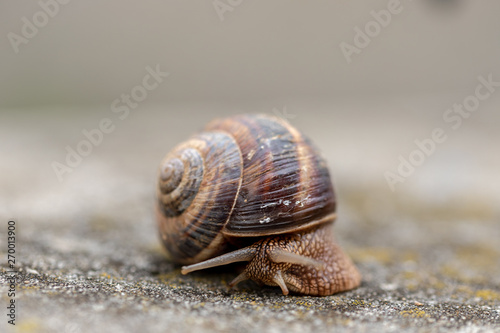 Big snail in shell crawling on road, summer day. Slug close up