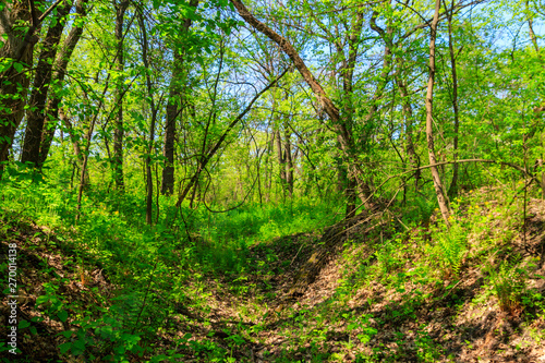 View of green forest at spring