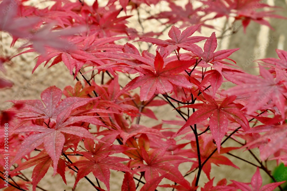 beautiful bright red maple leaves close up beautiful bright red maple leaves close up