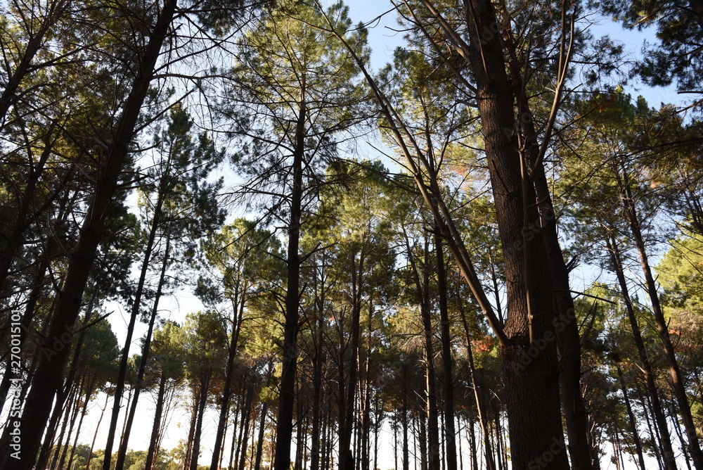 Fototapeta premium Forest
