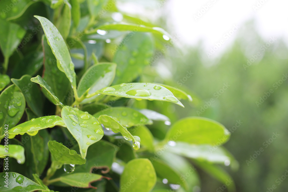 Fototapeta premium Drops of water on the green leaves
