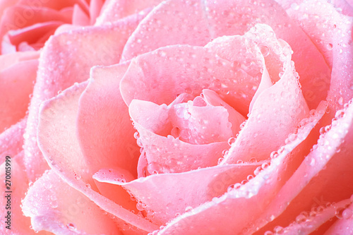 Close up view of a beautiful coral pink rose with drops of water. Macro image. Fresh beautiful flower as expression of love and respect for postcard and wallpaper. Horizontal.