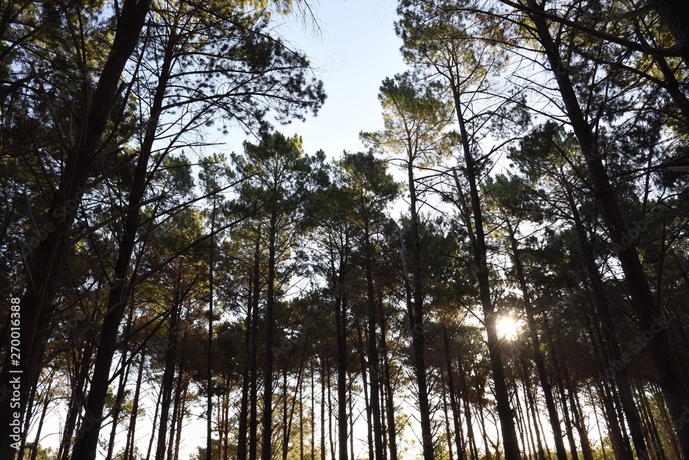 Forest Forest
