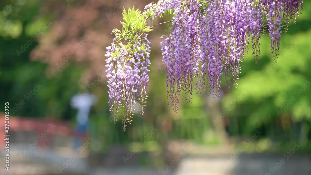 Spring flowers series, beautiful wisteria trellis waving in the wind