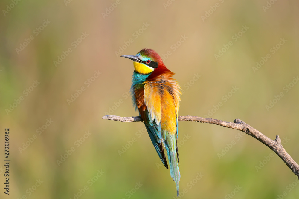 Obraz premium Portraits of bright and saturated color of European bee-eaters taken on a blurred beautiful background.