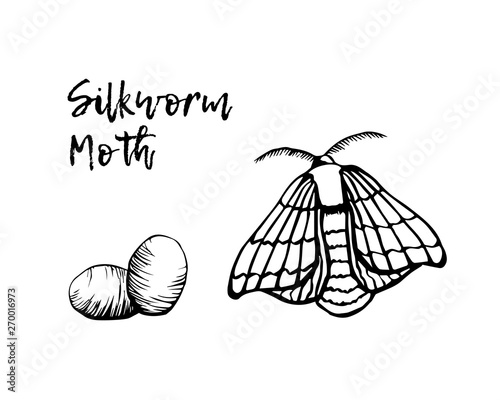 Silkworm sketchy illustration vector