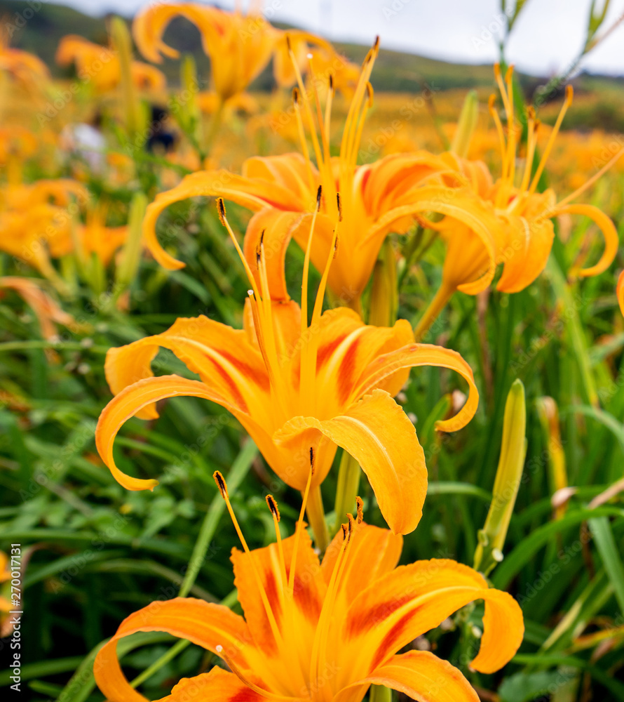 Beautiful orange daylily flower farm on Sixty Rock Mountain (Liushidan mountain) with blue sky and cloud, Fuli, Hualien, Taiwan, close up, copy space Beautiful orange daylily flower farm on Sixty Rock Mountain (Liushidan mountain) with blue sky and cloud, Fuli, Hualien, Taiwan, close up, copy space