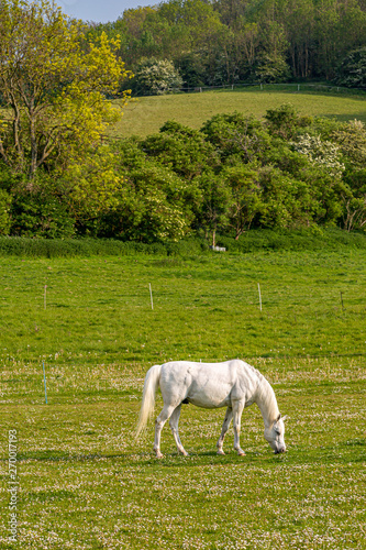 A white horse grazing in a meadow in Sussex, on a sunny late spring day