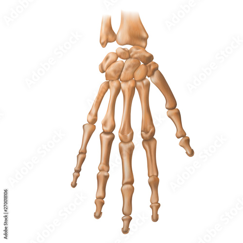Bones of the human hand. Anatomy. Vector illustration isolated on a white background.