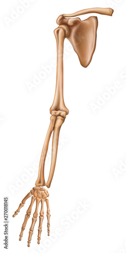 Skeleton membri superioris. Bones of the upper limb. Anterior view. Human anatomy. Vector illustration isolated on a white background.