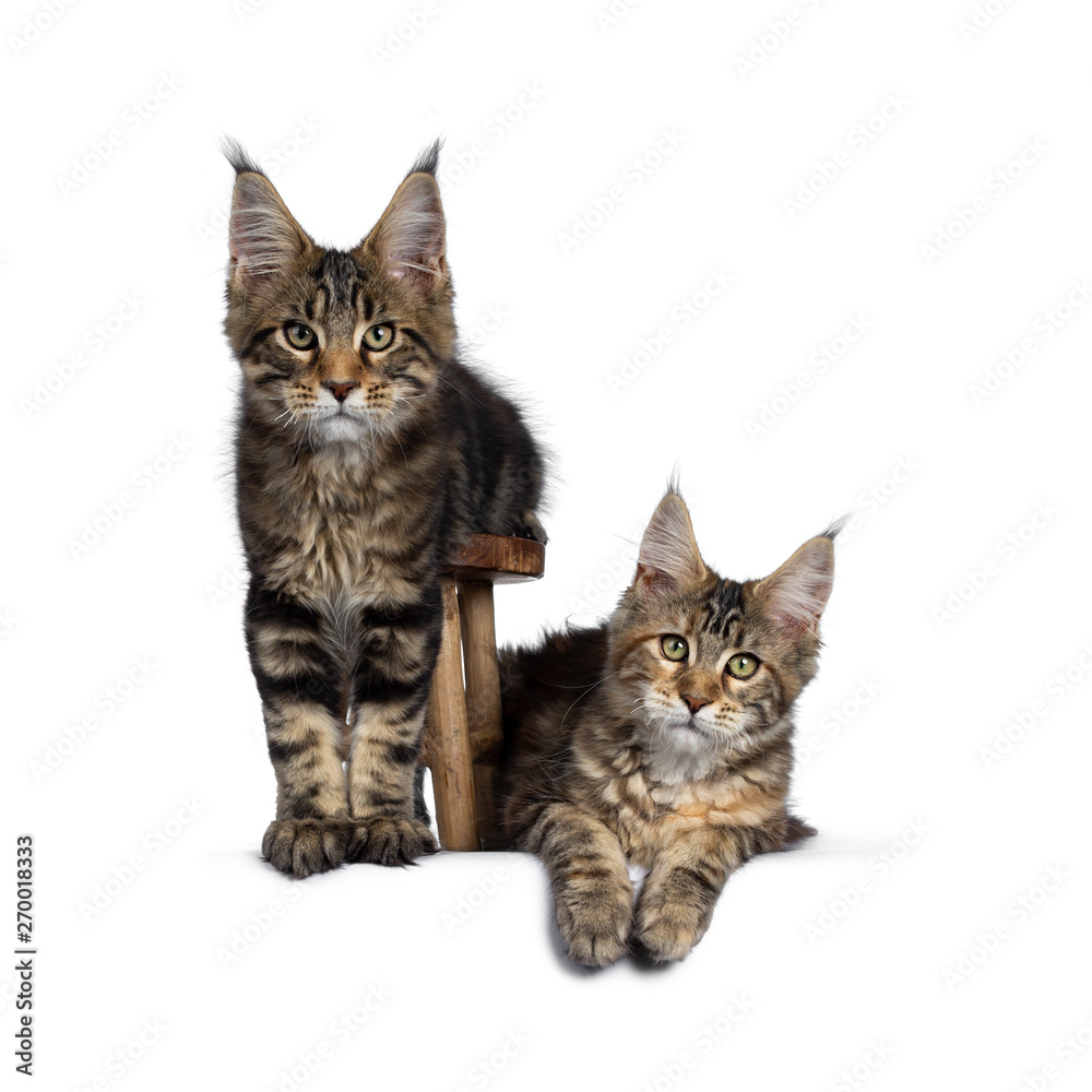 Duo of 2 black tabby and tortie Maine Coon cat kittens, beside each other with brown wooden stool. Looking straight at lens with green eyes. Onehanging down from stool. one laying down in at the side.