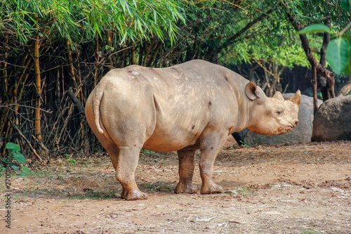 rhinoceros in zoo