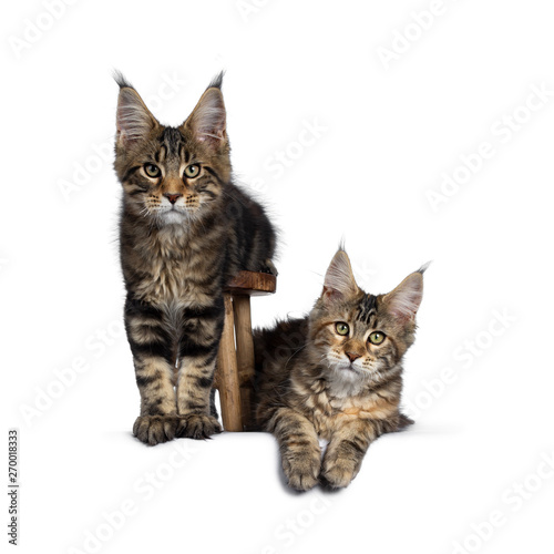 Duo of 2 black tabby and tortie Maine Coon cat kittens, beside each other with brown wooden stool. Looking straight at lens with green eyes. Onehanging down from stool. one laying down in at the side.