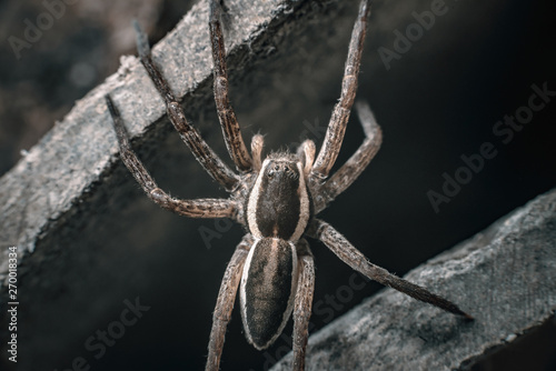 Big wary hunter spider on dark background.