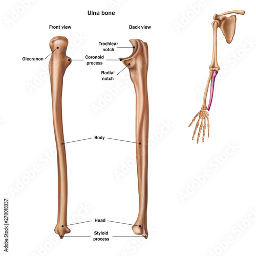 The structure of the ulna bone with the name and description of all sites. Back and front view. Human anatomy. photo
