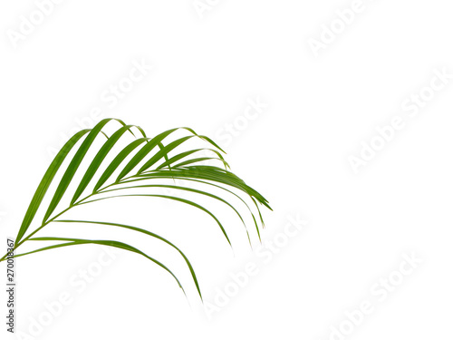 Tropical palm leaf on white background