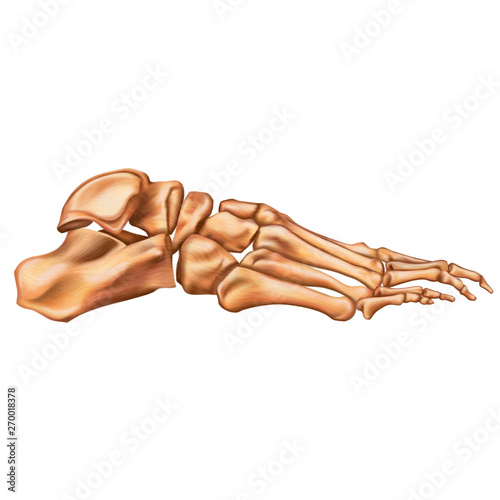 Bones of the human foot. Lateral view. Human anatomy. Vector illustration isolated on a white background.