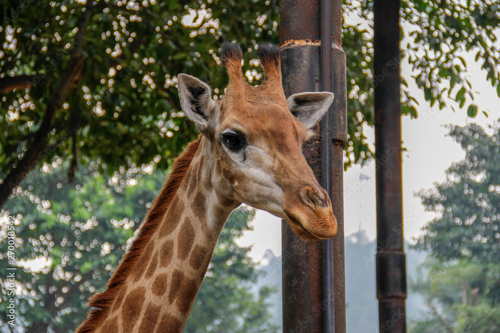 Fototapeta premium giraffe in the zoo