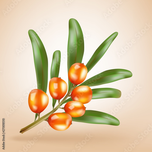Sea buckthorn berries branch with leaves isolated on light background. Vector illustration