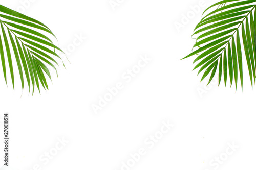 Tropical palm leaf on white background