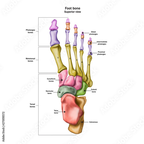 Photo Bones of the human foot with the name and description of all sites