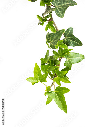 Green leaves ivy climbing vine plant, hanging branch of potted ivy indoor houseplant isolated on white background natural 3