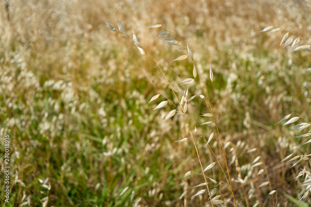 Close up of dry yellow grass on field