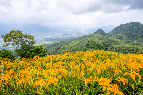 Beautiful orange daylily flower farm on Sixty Rock Mountain (Liushidan mountain) with blue sky and cloud, Fuli, Hualien, Taiwan, close up, copy space photo